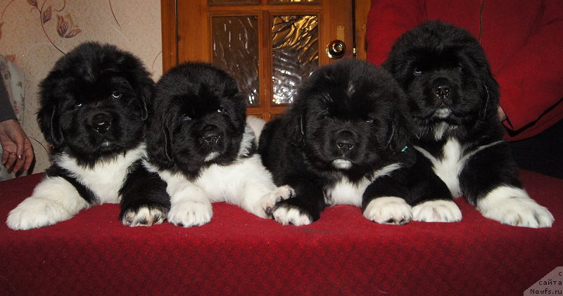 Фотография № 218885