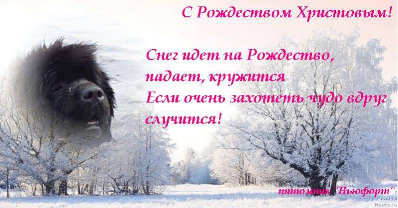 Фотография № 218886