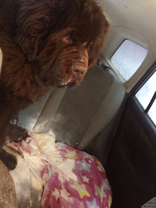 Фото: ньюфаундленд Brownblood MSK Veles Alister (Браунблад МСК Велес Алистер)