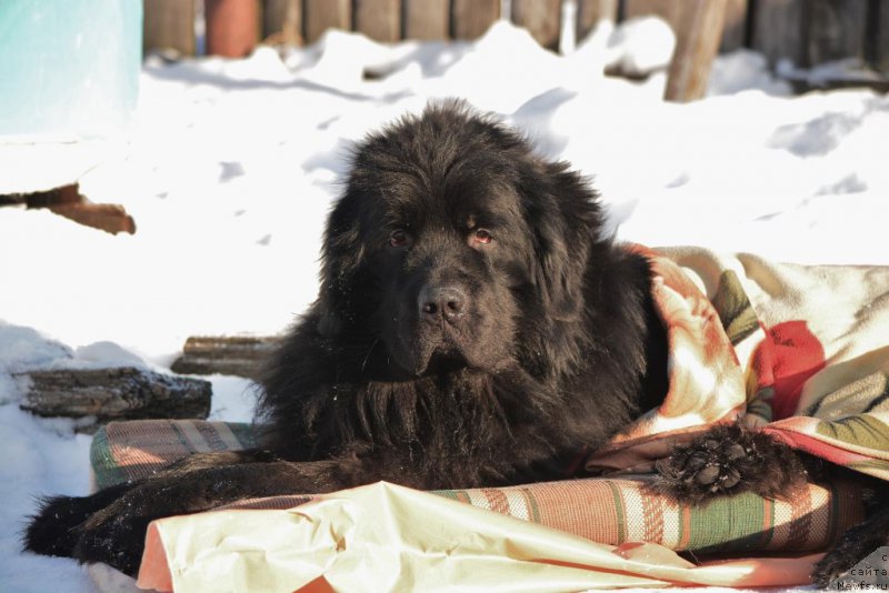 Фото: ньюфаундленд Predannyiy Drug (Преданный Друг)