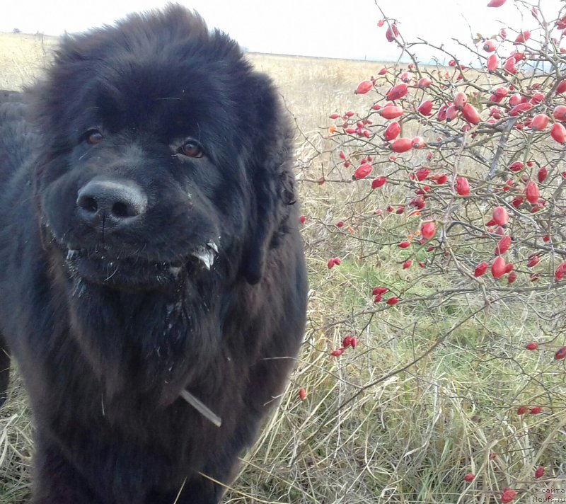 Фотография № 218889