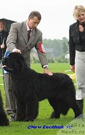 Фото: ньюфаундленд Skippers Made in Hungary