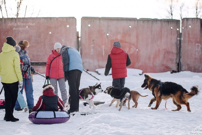 Фото: ньюфаундленд Predannyiy Drug (Преданный Друг)
