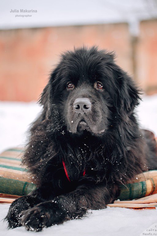 Фото: ньюфаундленд Predannyiy Drug (Преданный Друг)