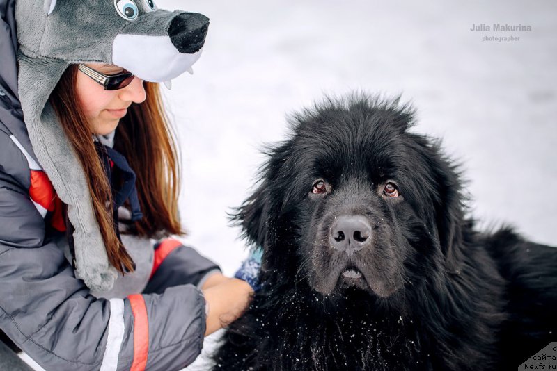 Фото: ньюфаундленд Predannyiy Drug (Преданный Друг)