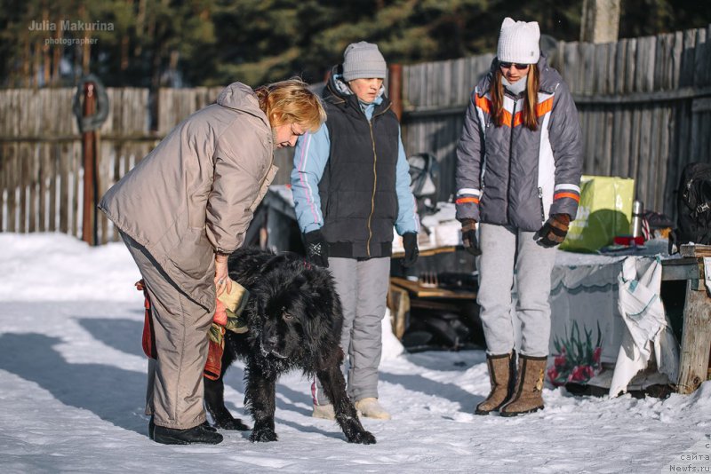 Фото: ньюфаундленд Predannyiy Drug (Преданный Друг)
