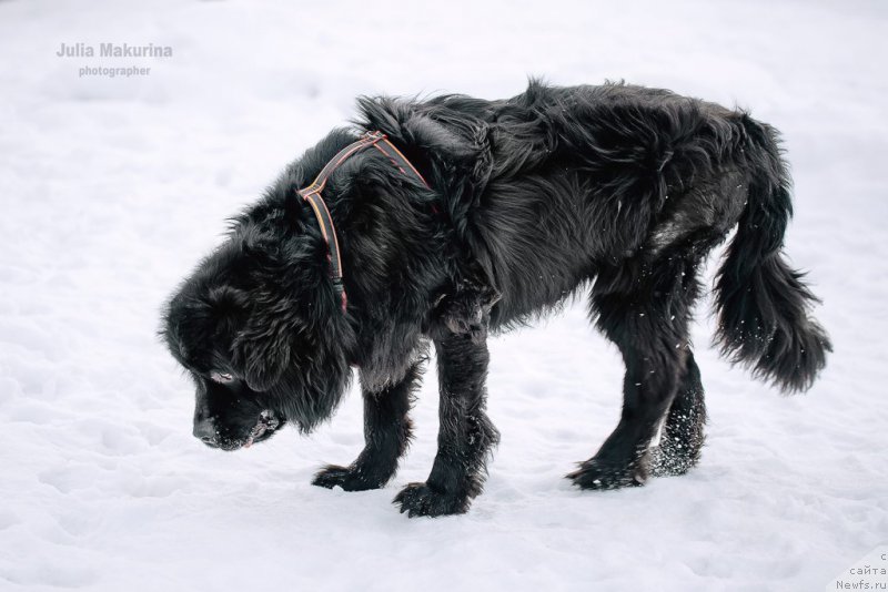 Фото: ньюфаундленд Predannyiy Drug (Преданный Друг)