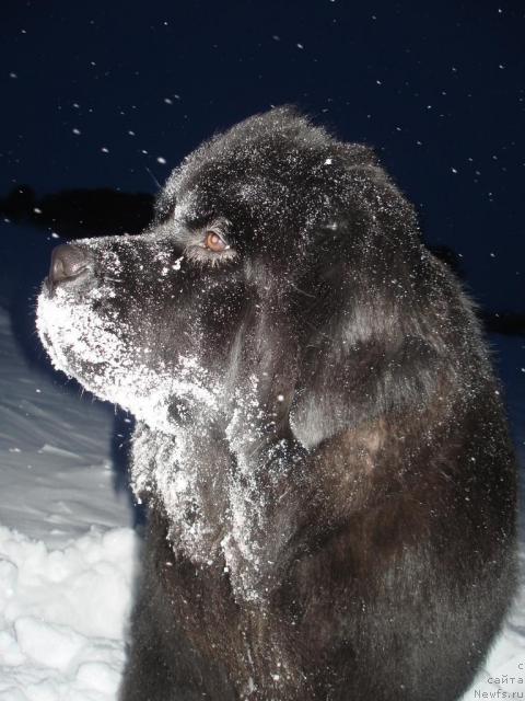 Фото: ньюфаундленд Potap Felicia (Потап Фелиция)
