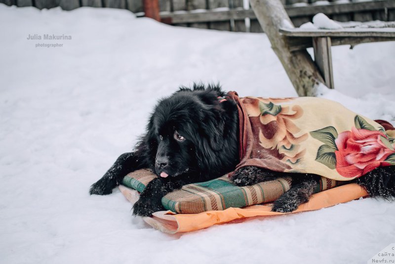 Фото: ньюфаундленд Predannyiy Drug (Преданный Друг)