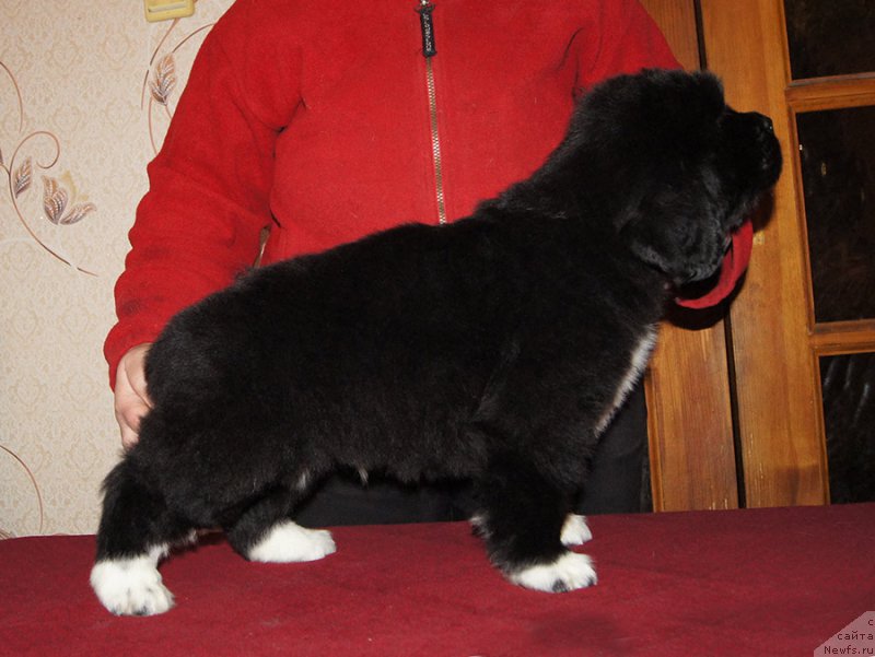 Фотография № 218909