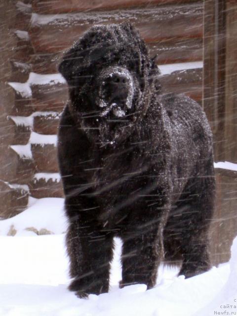 Фото: ньюфаундленд Potap Felicia (Потап Фелиция)