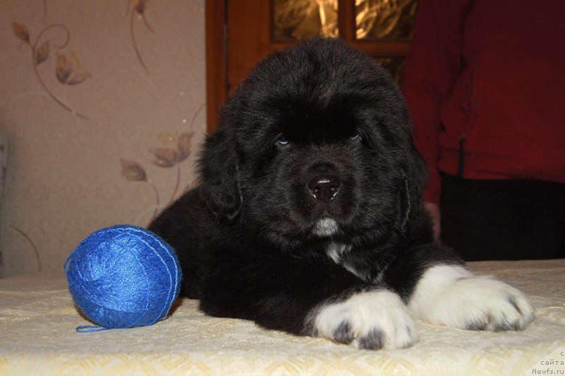 Фотография № 218912