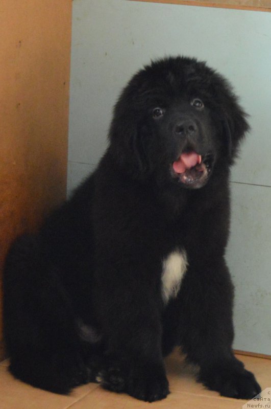 Фотография № 218913