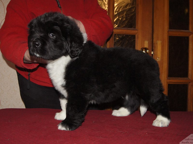 Фотография № 218918