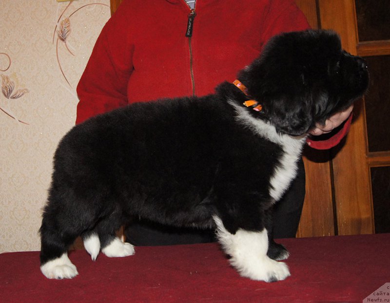 Фотография № 218920