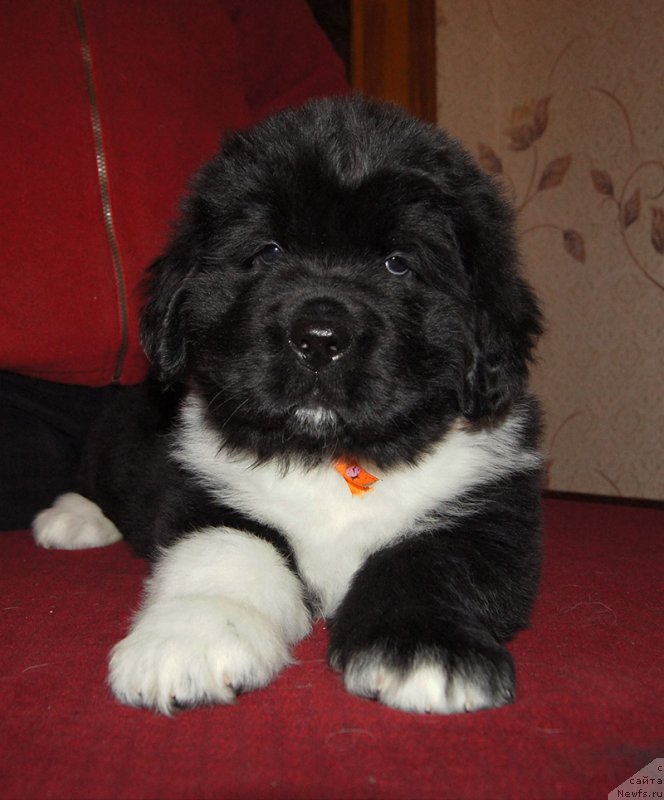 Фотография № 218922