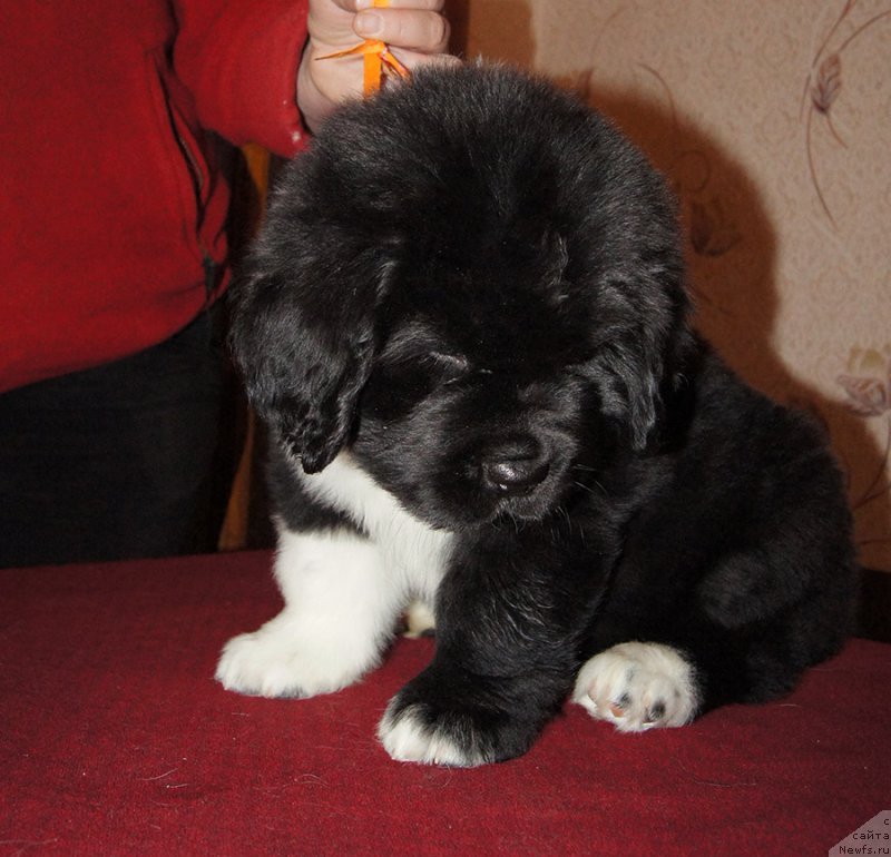 Фотография № 218923