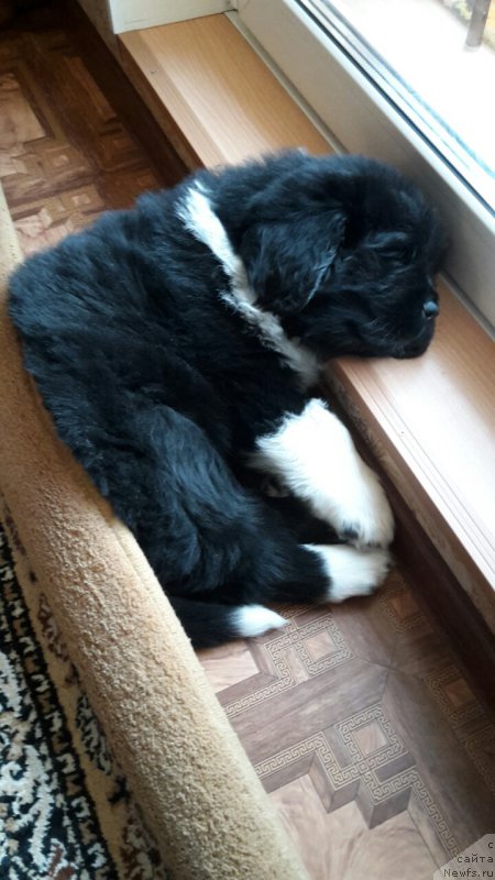 Фотография № 218926