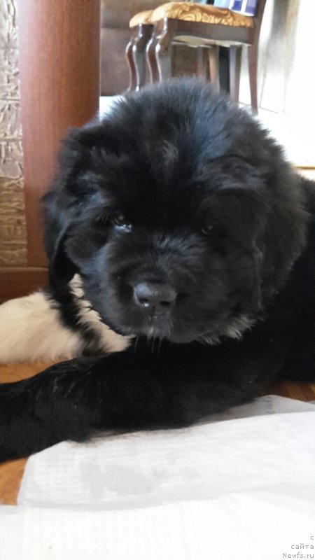 Фотография № 218927