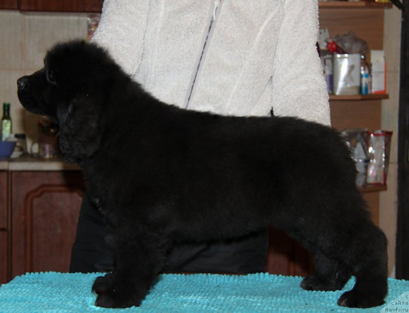 Фото: Аквиан Сонг Текила Голд