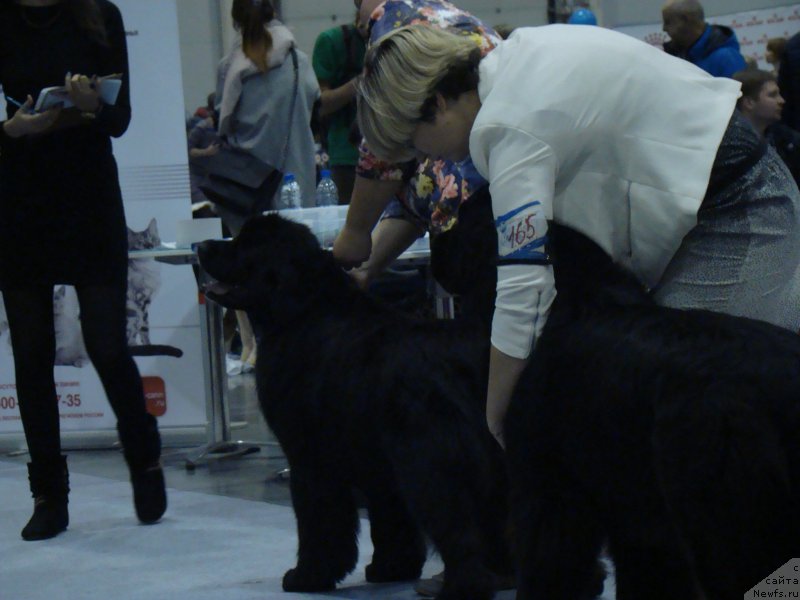 Фотография № 218937