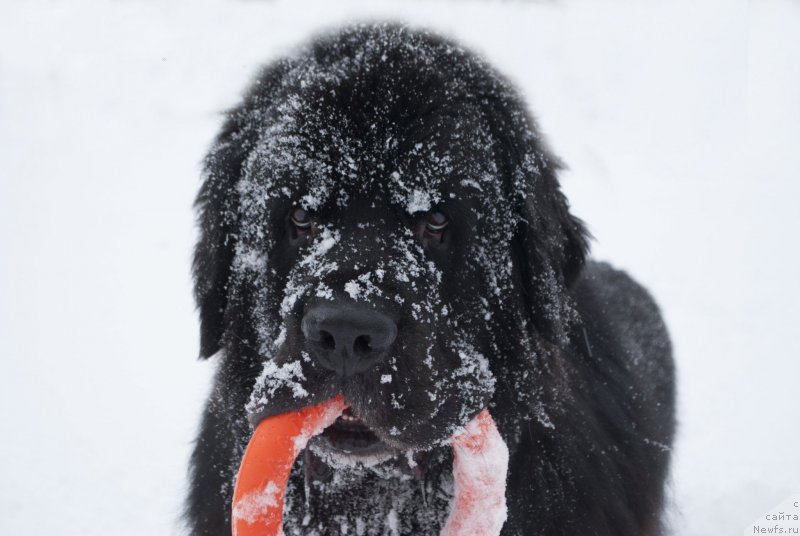 Фотография № 218955