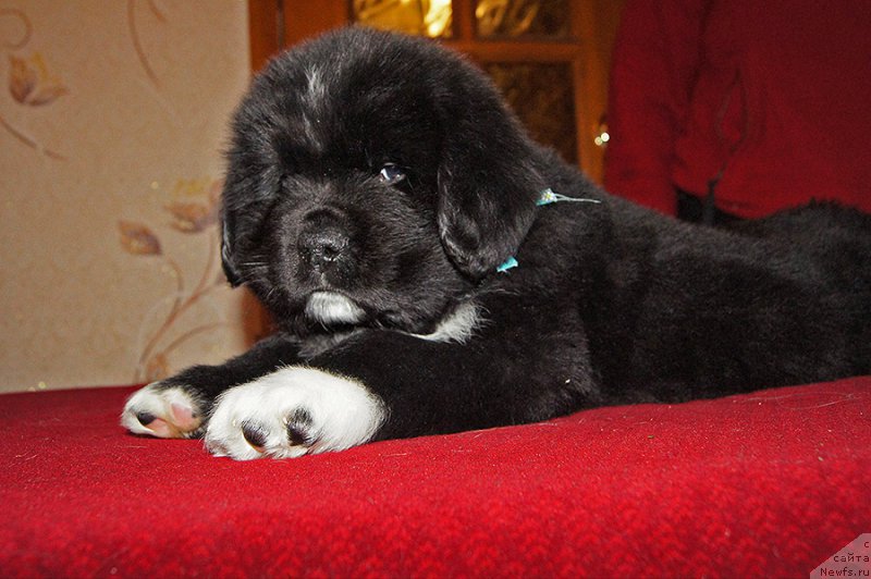 Фотография № 218962