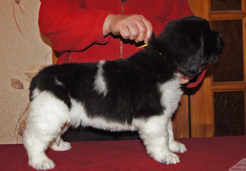 Фото: ньюфаундленд Super Bizon Tagor (Супер Бизон Тагор)