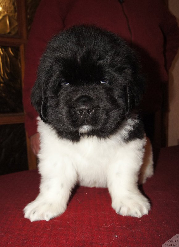 Фотография № 218968