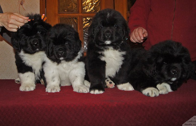 Фотография № 218971