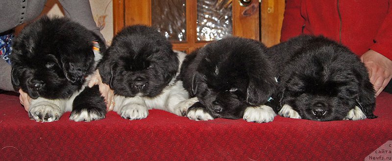 Фотография № 218972