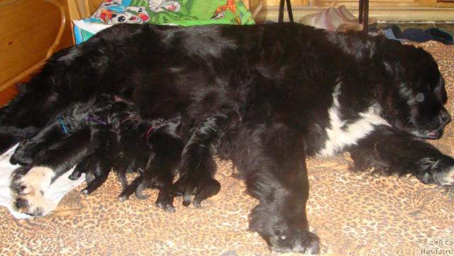 Фото: ньюфаундленд Mag Ispolin Igrunia (Маг Исполин Игрунья)