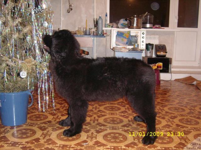 Фото: ньюфаундленд Jemchujina Sibiri ot Marleon Dusvik (Жемчужина Сибири от Марлеон Дусвик)