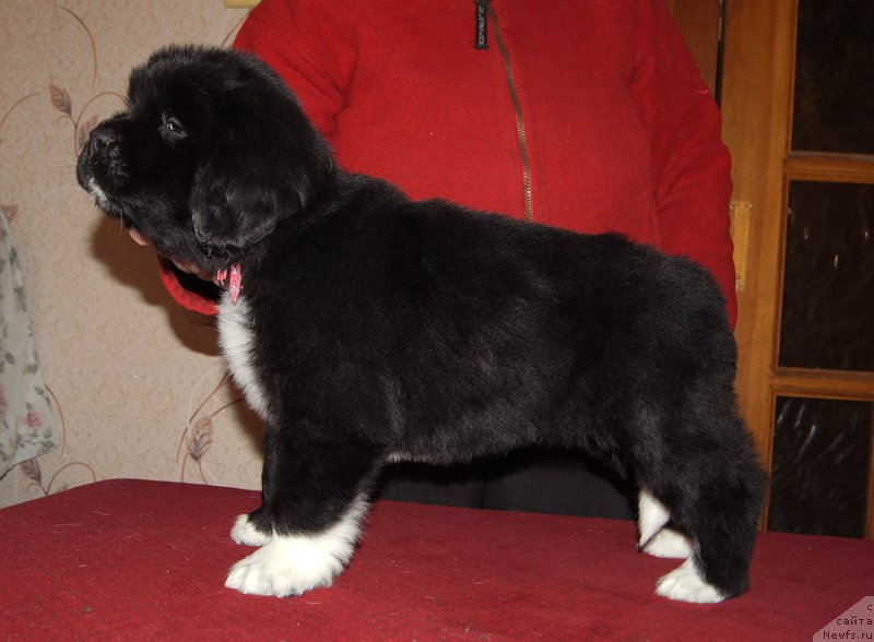 Фотография № 218997