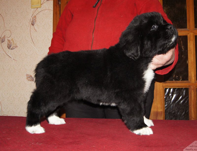 Фотография № 218998