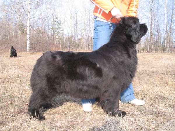 Фото: ньюфаундленд Dikaya Orchidea ot Sibirskogo Medvedja (Дикая Орхидея от Сибирского Медведя)