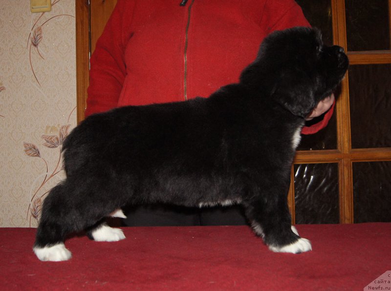 Фотография № 219000