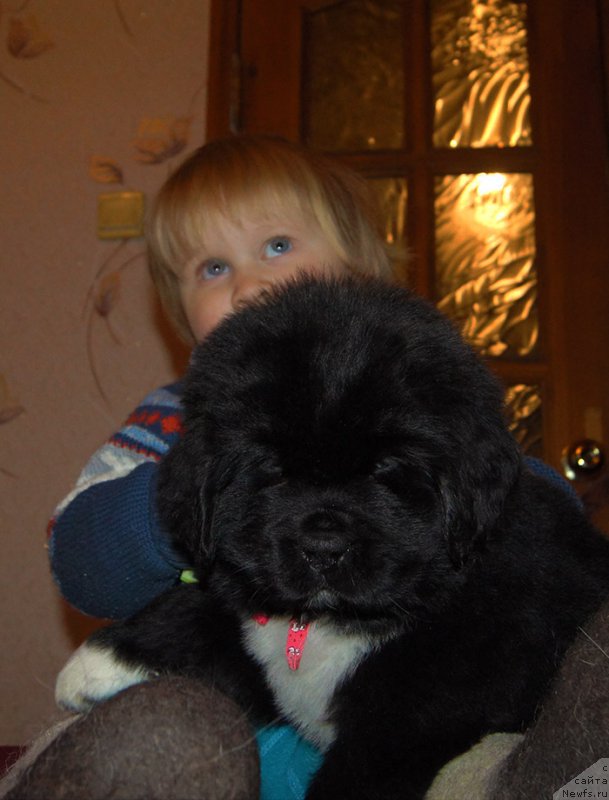 Фотография № 219004