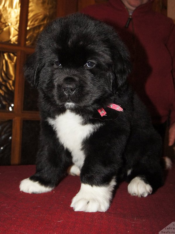 Фотография № 219008