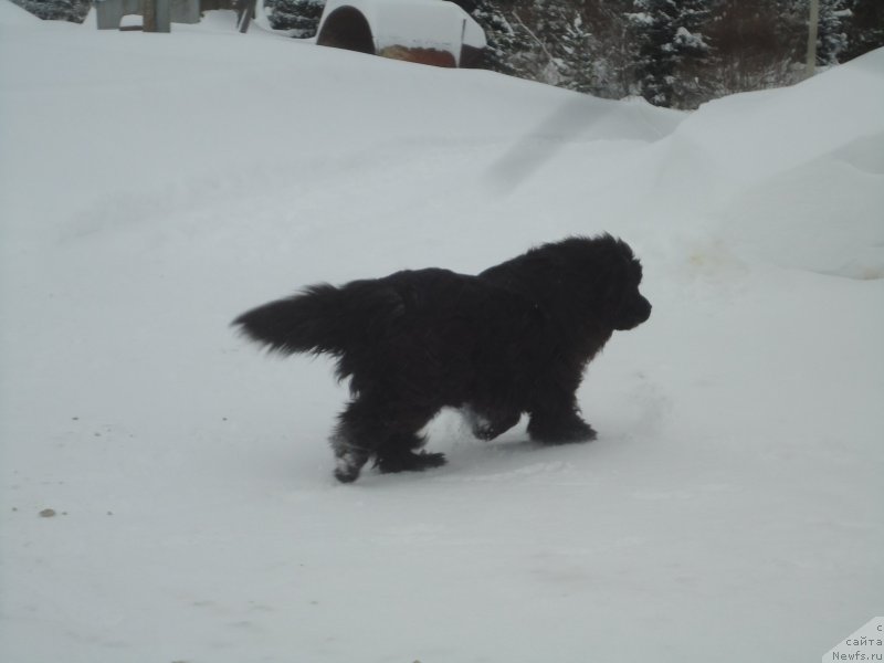 Фотография № 219011