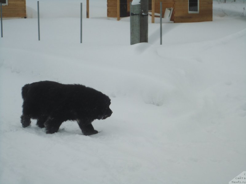 Фотография № 219014