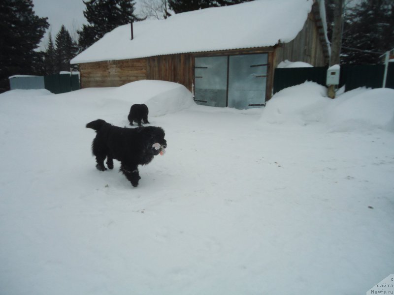 Фотография № 219017