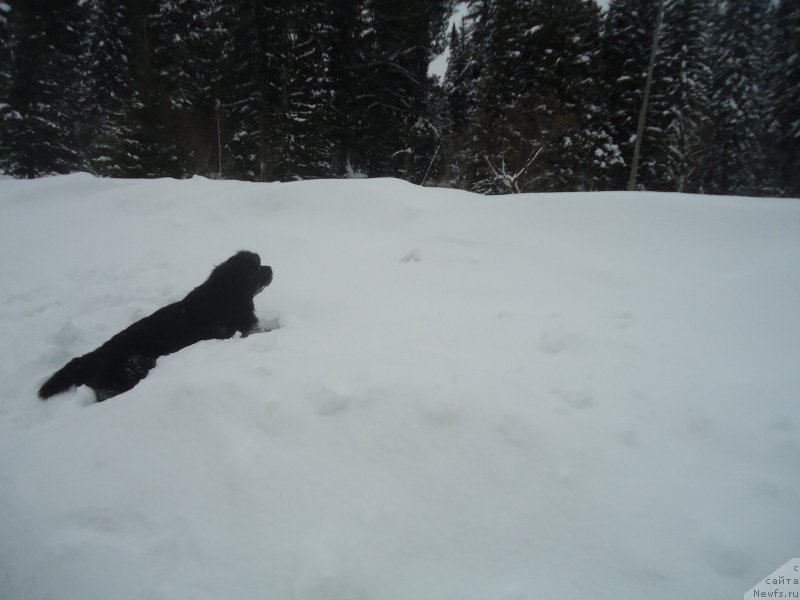 Фотография № 219018