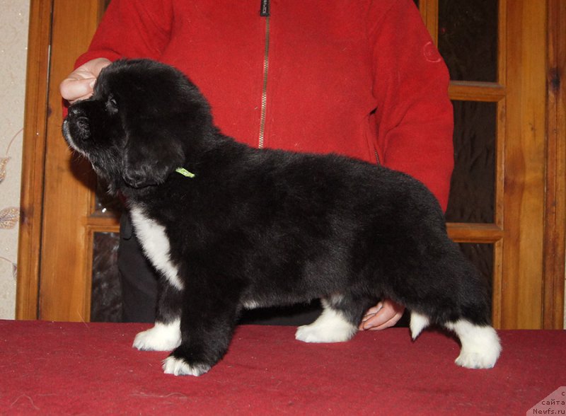 Фото: ньюфаундленд Super Bizon Taissa (Супер Бизон Таисса)