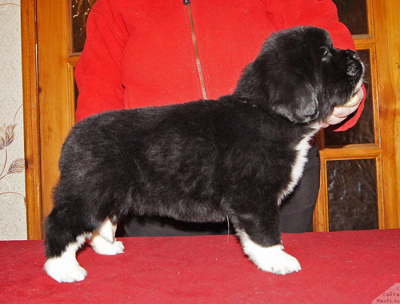 Фотография № 219031