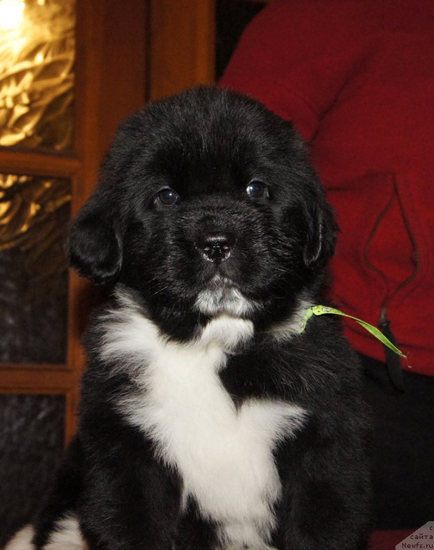 Фотография № 219036