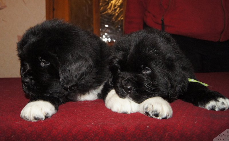 Фотография № 219043