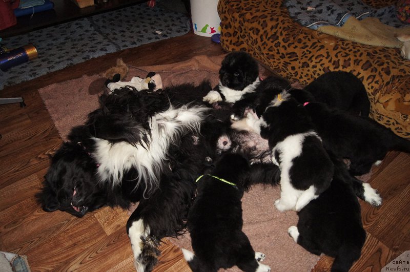 Фотография № 219044