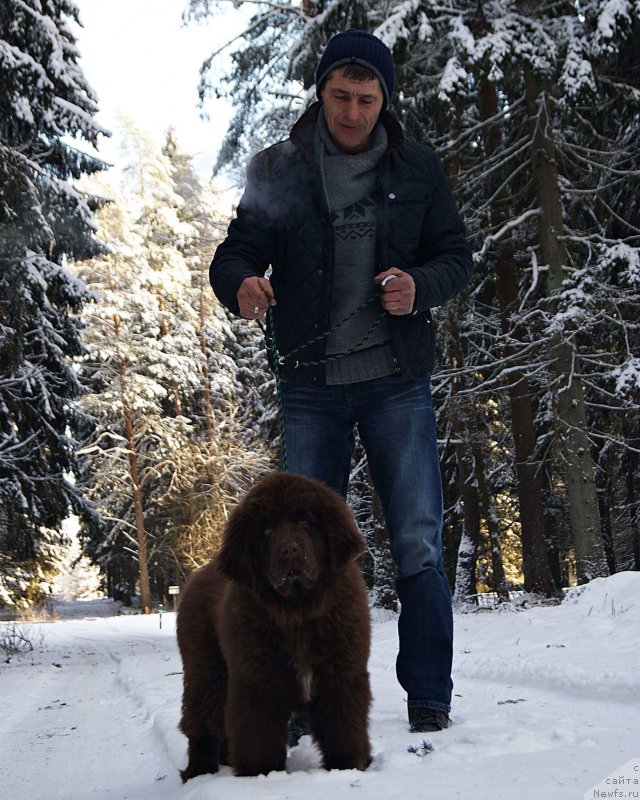 Фото: ньюфаундленд Brownblood MSK Armata Loyar Aid (Браунблад МСК Армата Лойар Аид)