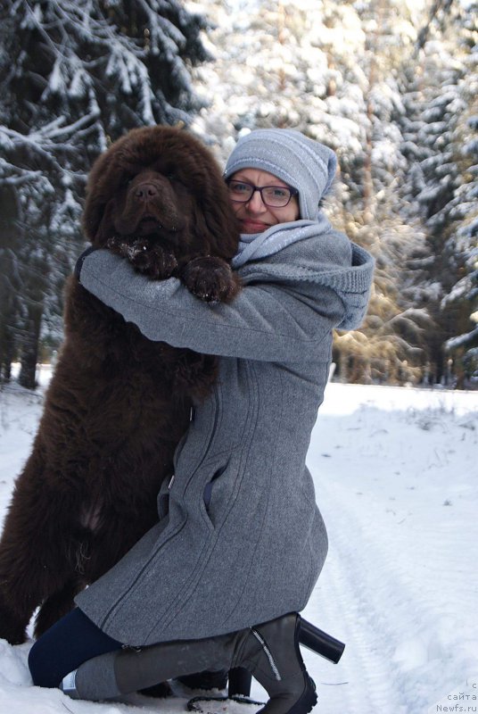 Фото: ньюфаундленд Brownblood MSK Armata Loyar Aid (Браунблад МСК Армата Лойар Аид)